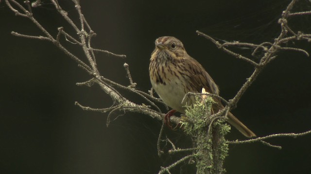 Lincoln's Sparrow - ML476620