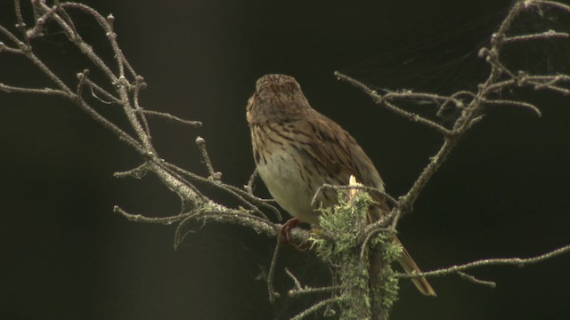 Lincoln's Sparrow - ML476621