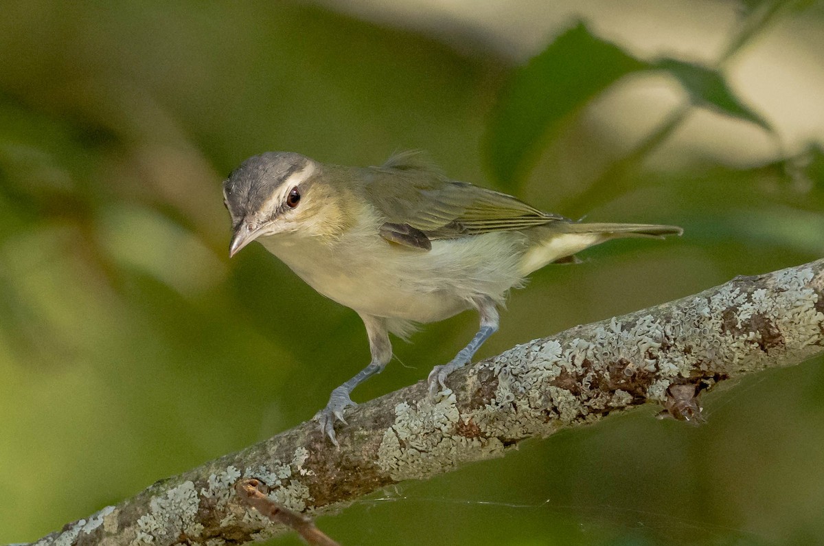 rødøyevireo - ML476621681