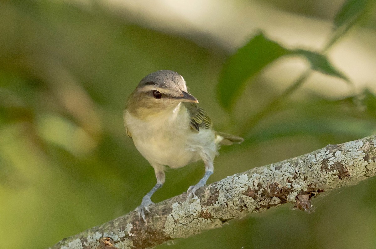 rødøyevireo - ML476621811