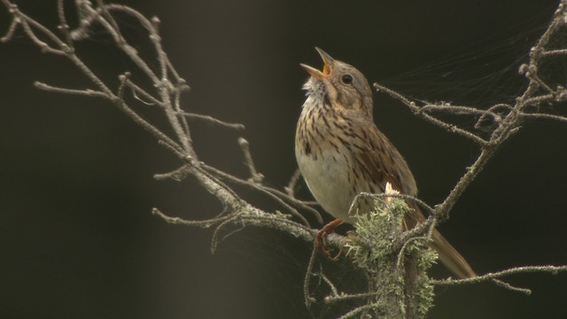 Lincoln's Sparrow - ML476622