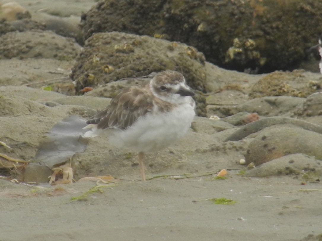 Wilson's Plover - ML47662251