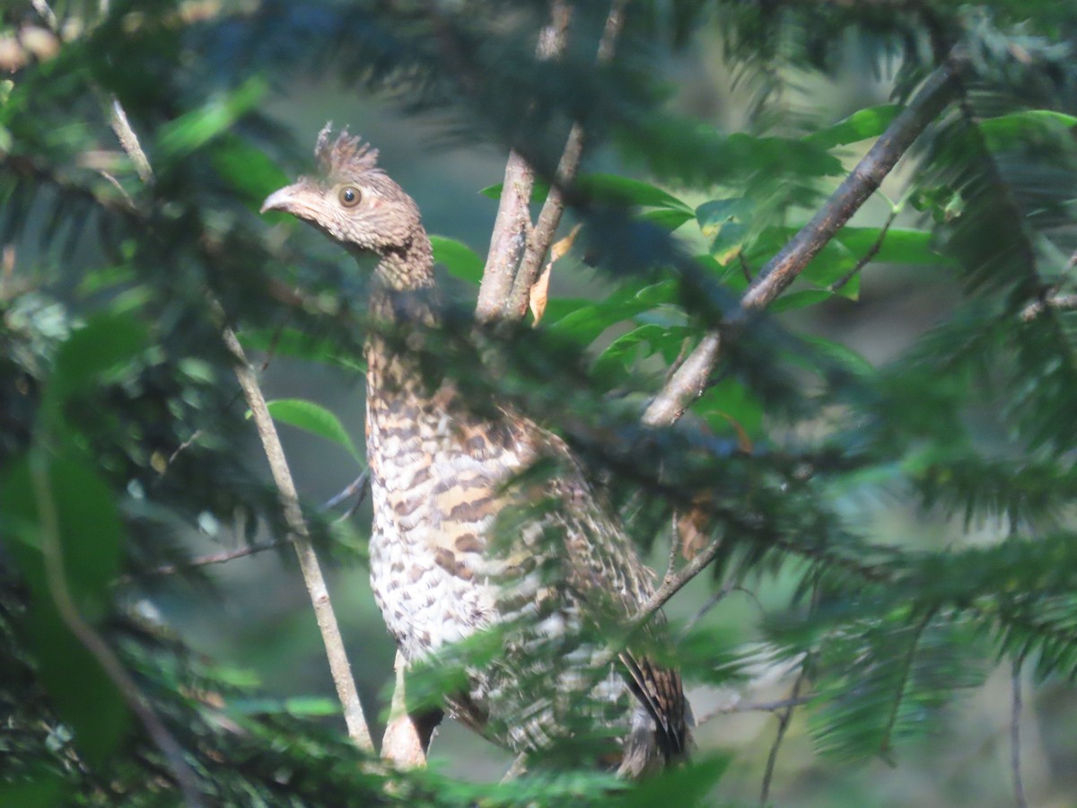 Ruffed Grouse - ML476622751