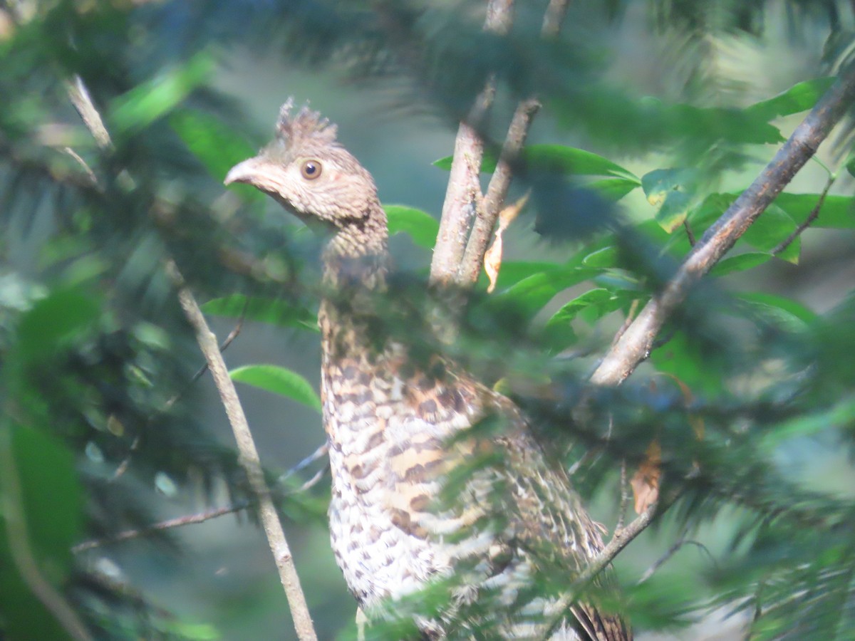 Ruffed Grouse - Michael Barry