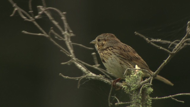 Lincoln's Sparrow - ML476623