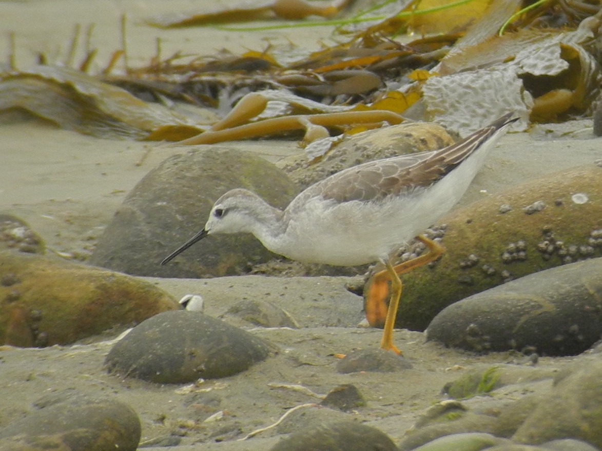 Falaropo Tricolor - ML47662311