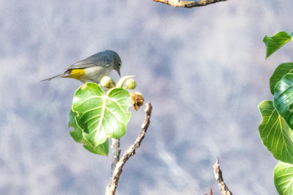 Virginia's Warbler - ML476623141