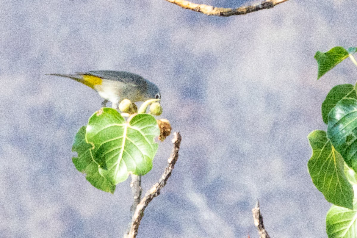 Virginia's Warbler - ML476623161