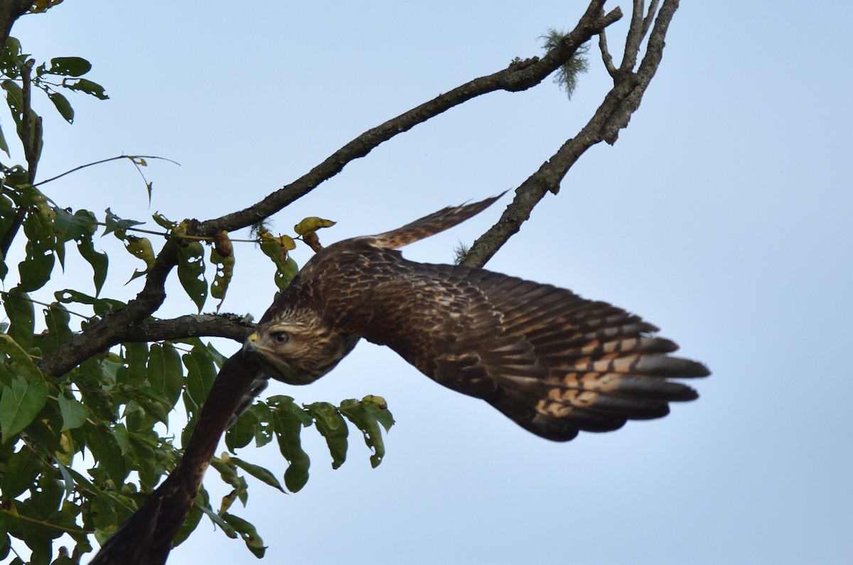 Red-shouldered Hawk - ML476623921
