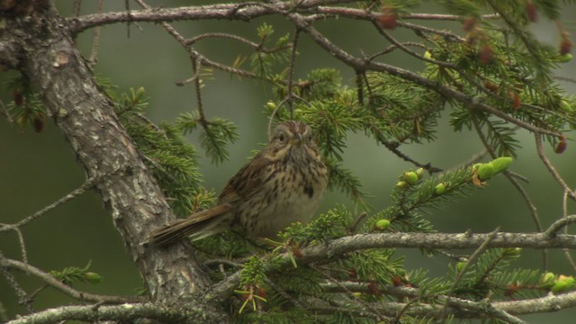 Lincoln's Sparrow - ML476624