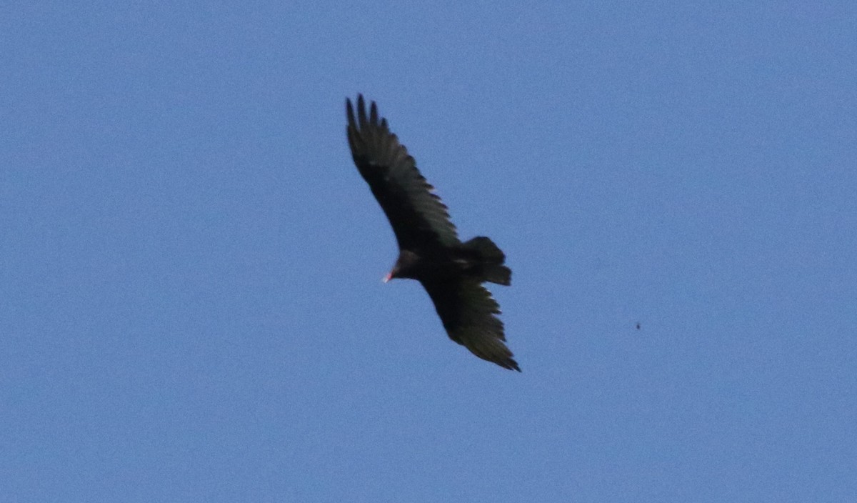 Turkey Vulture - ML476624581