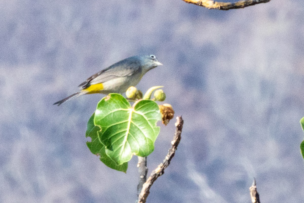 Virginia's Warbler - ML476624661