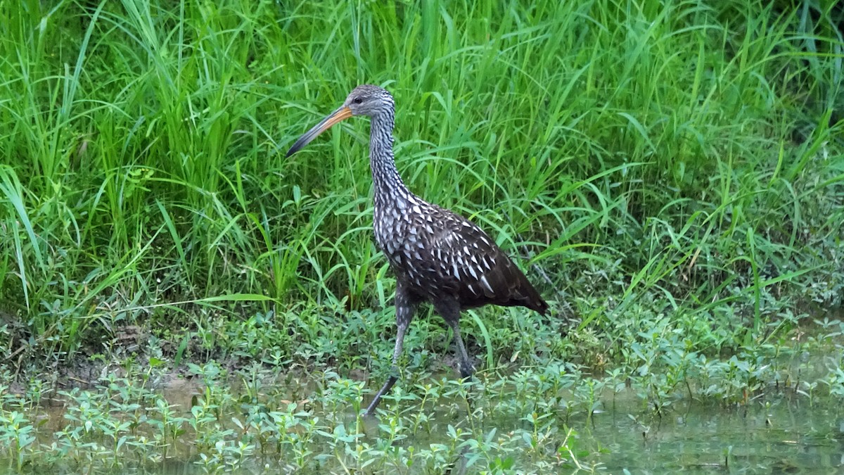 Limpkin - Skipper Anding