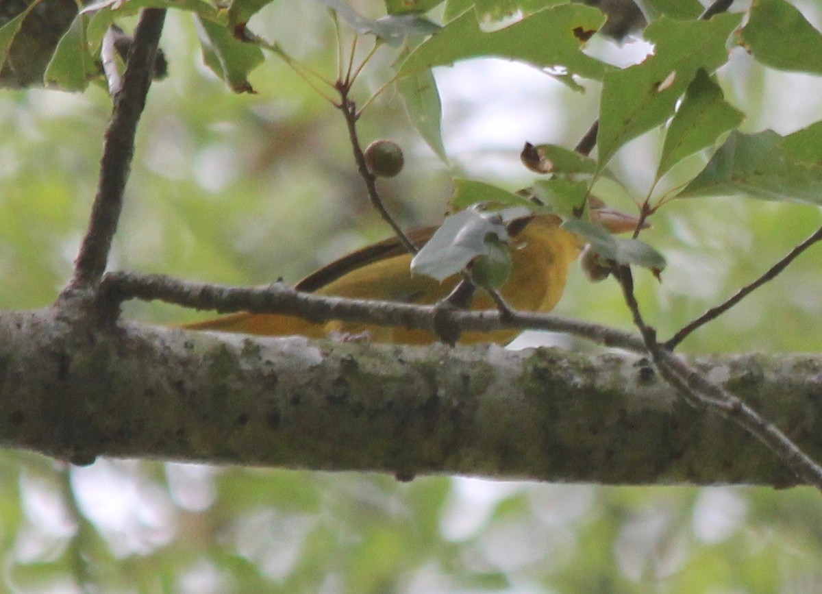 Summer Tanager - ML476624781