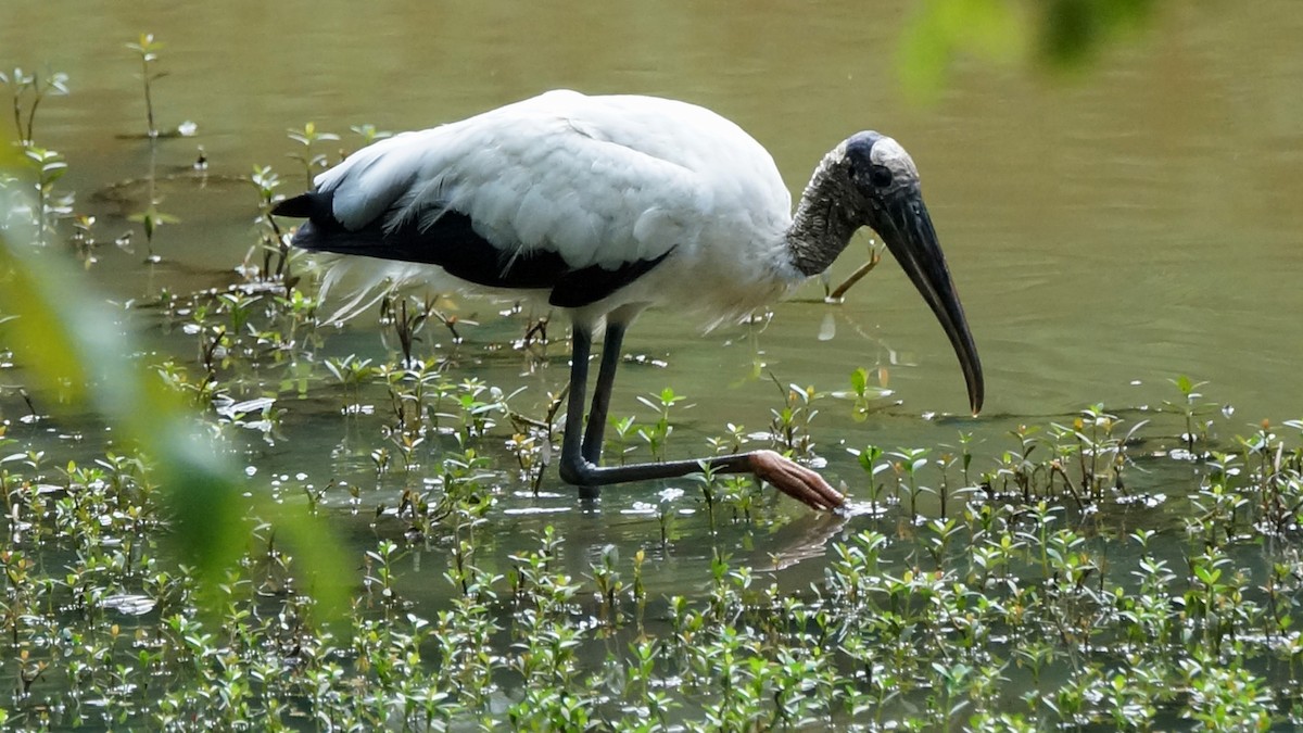 Wood Stork - ML476624811