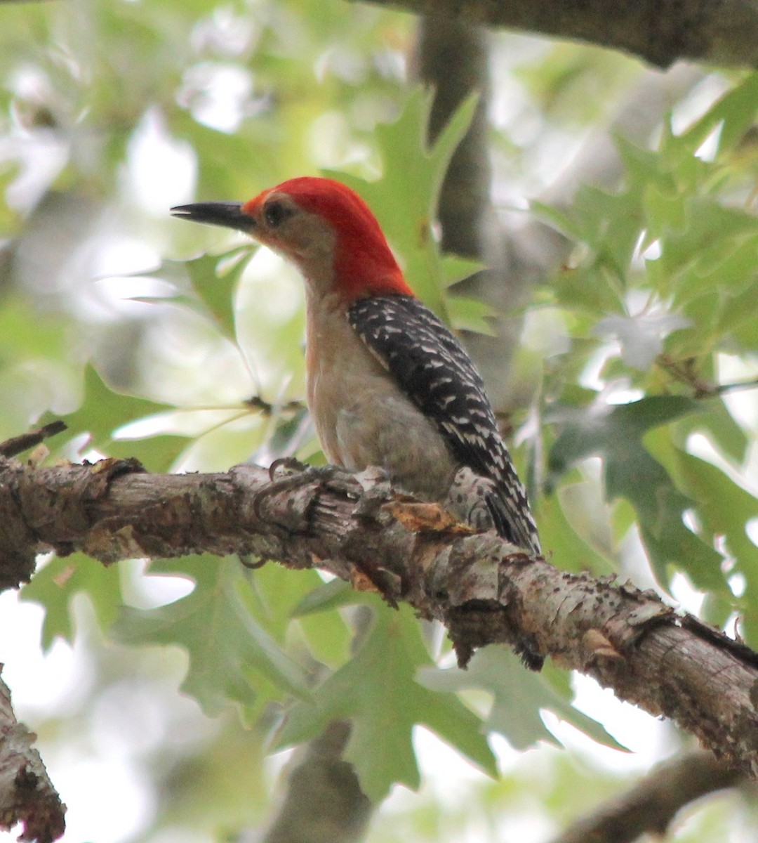 Red-bellied Woodpecker - ML476624831