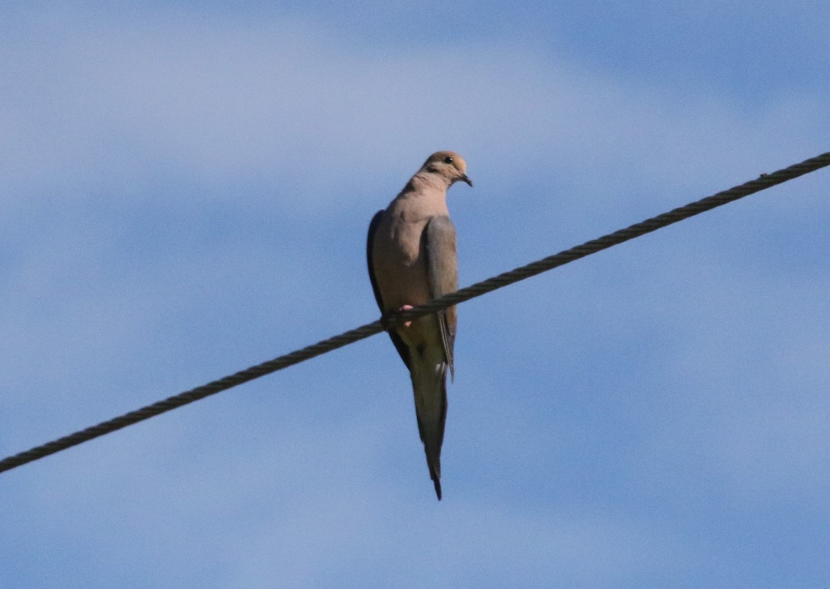 Mourning Dove - ML476624971