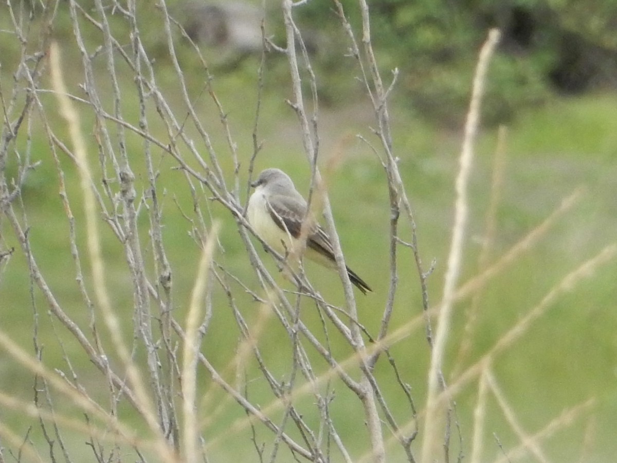 Western Kingbird - ML476624991