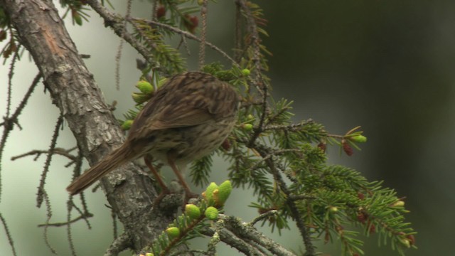 Lincoln's Sparrow - ML476625