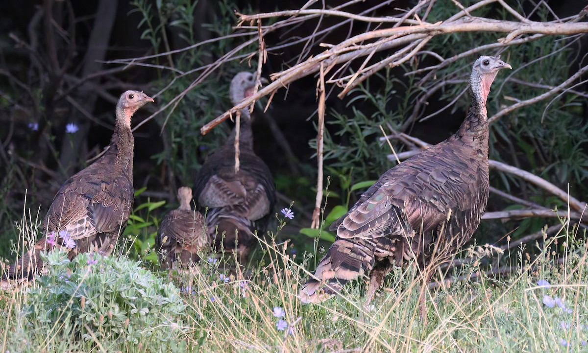 Wild Turkey - Charlotte Byers