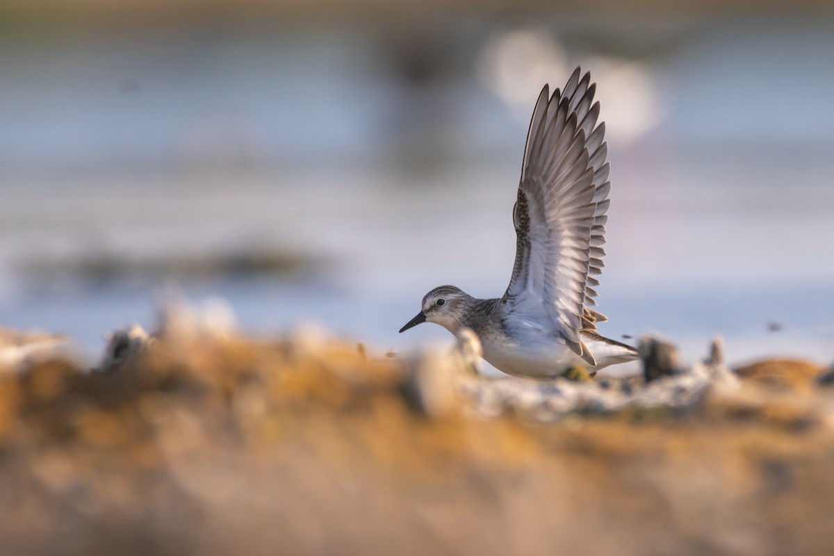 Semipalmated Sandpiper - Rain Saulnier