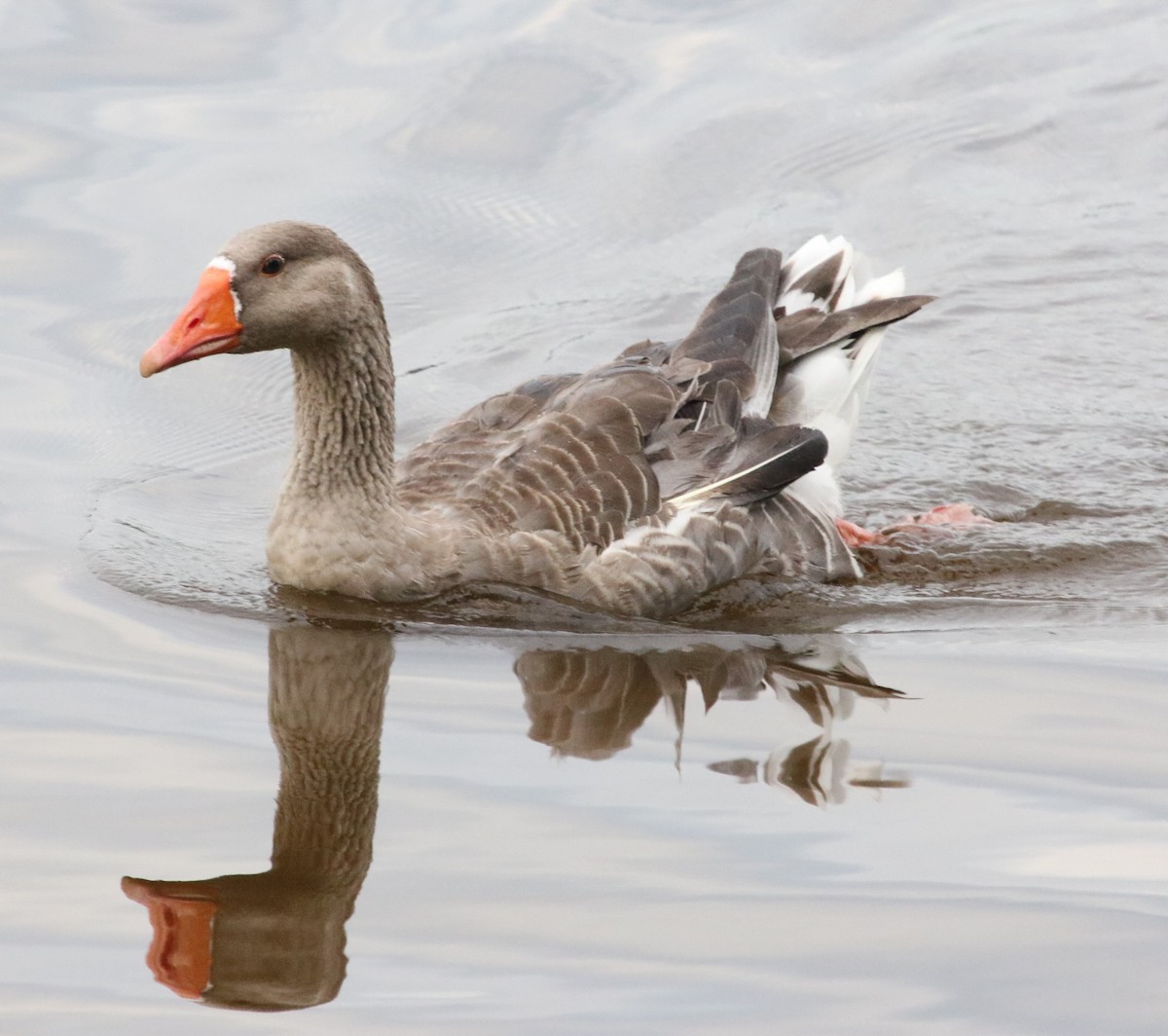 Graylag Goose (Domestic type) - ML476625121