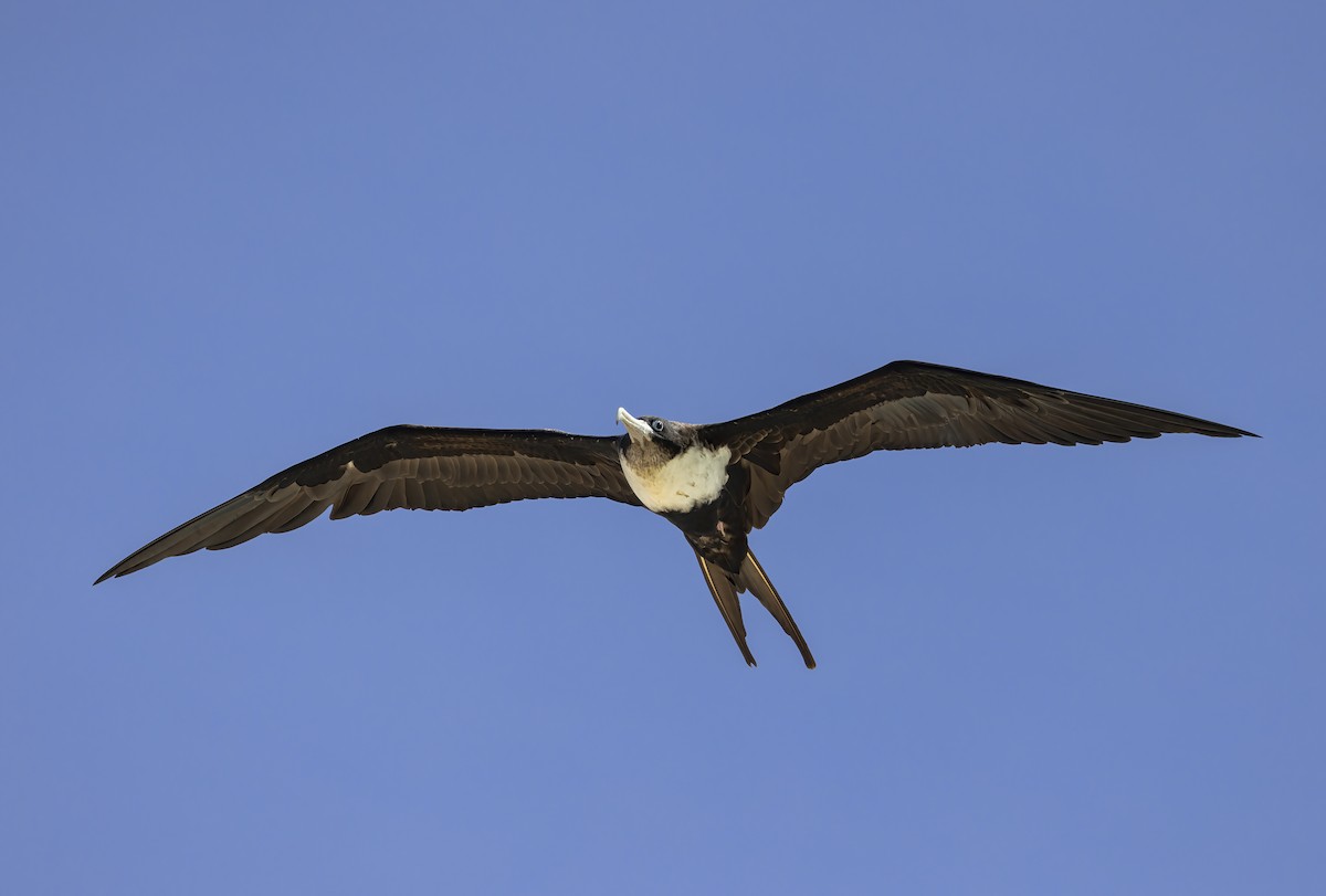 Great Frigatebird - Jill Duncan &  Ken Bissett