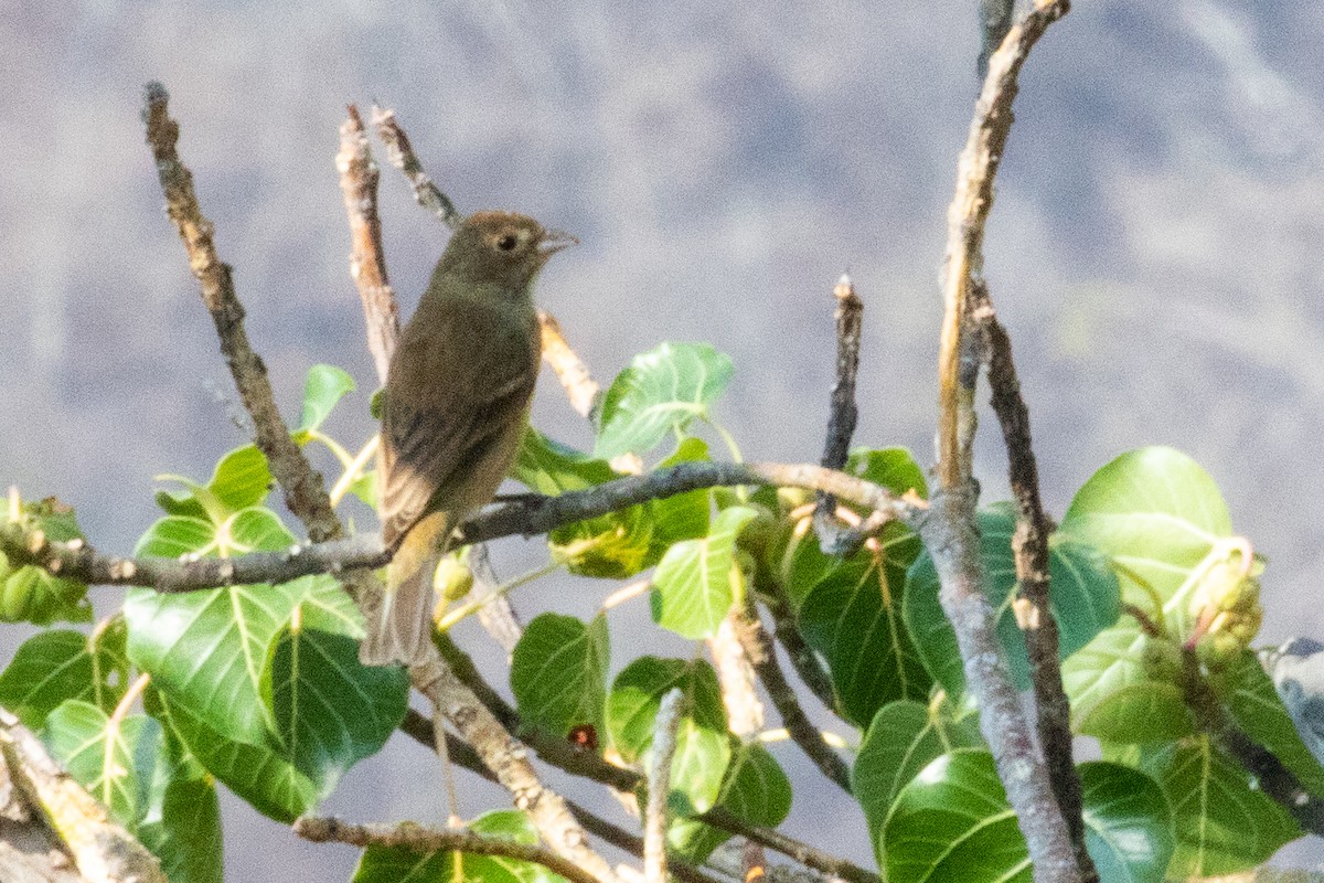 Indigo Bunting - ML476625201