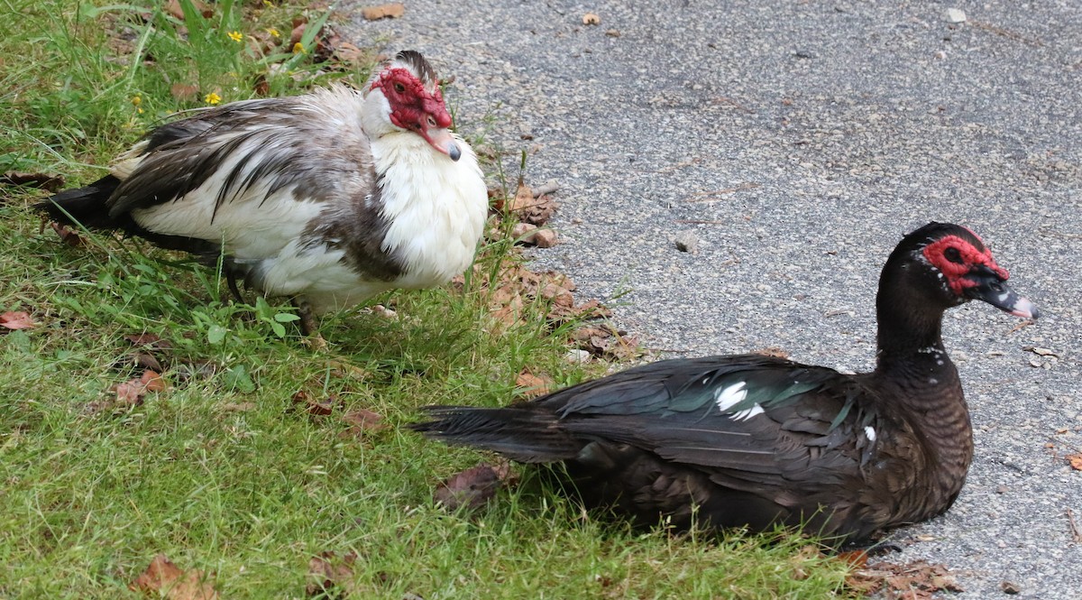 Muscovy Duck (Domestic type) - ML476625271