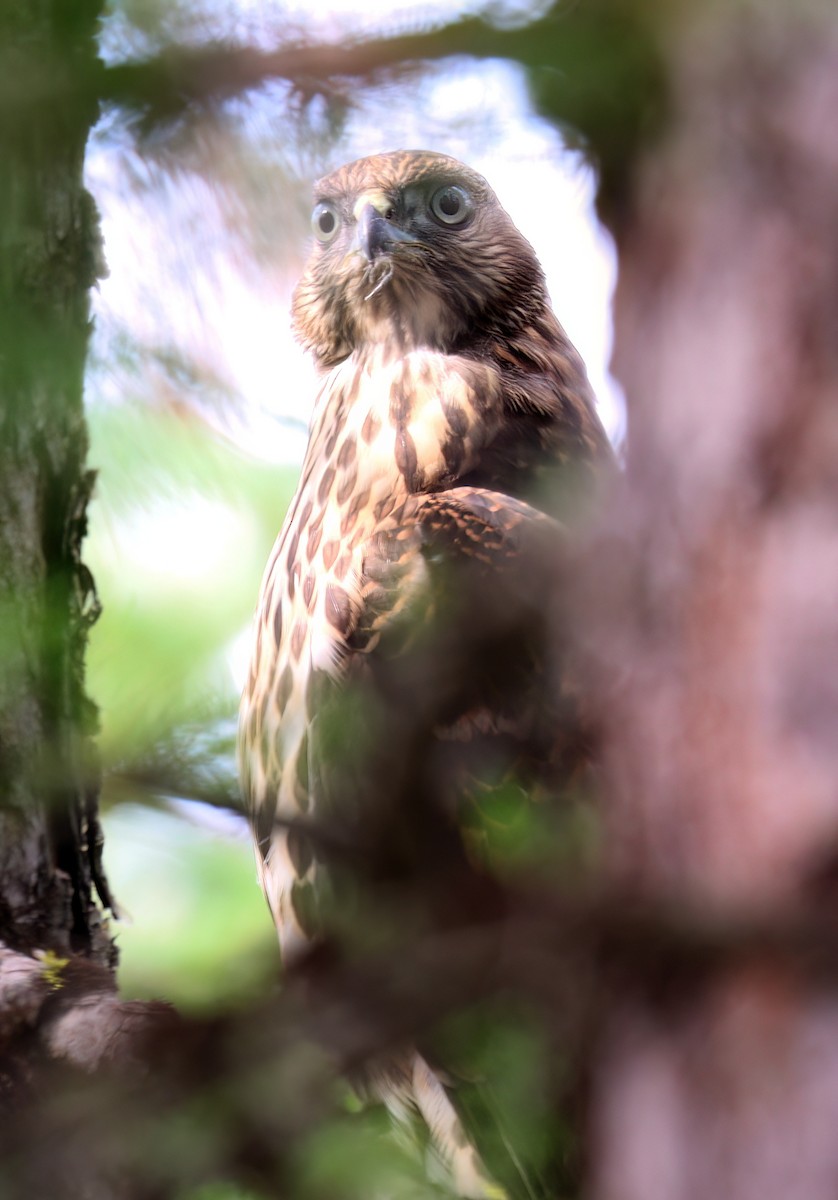 American Goshawk - ML476625331