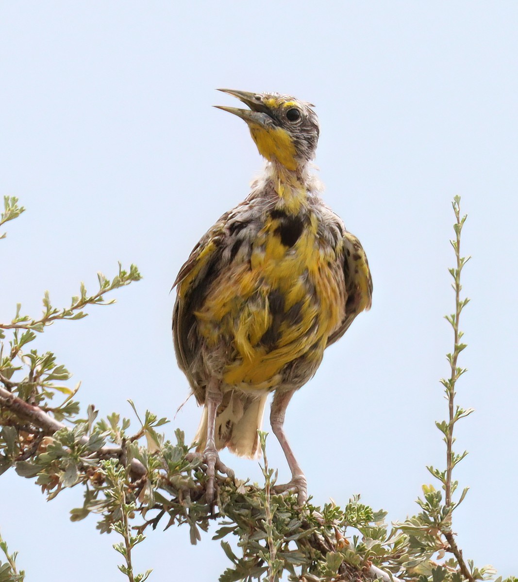 Western Meadowlark - ML476625501