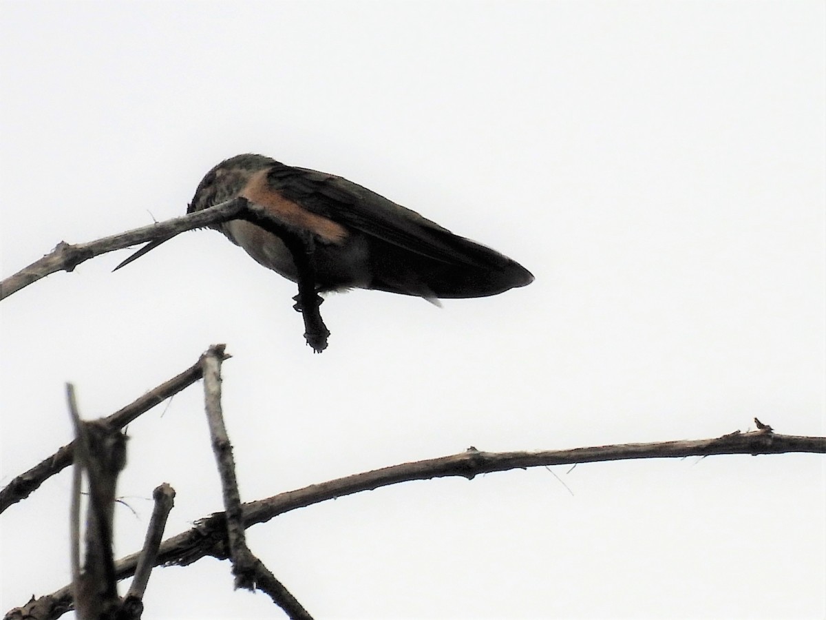 Broad-tailed Hummingbird - ML476625761