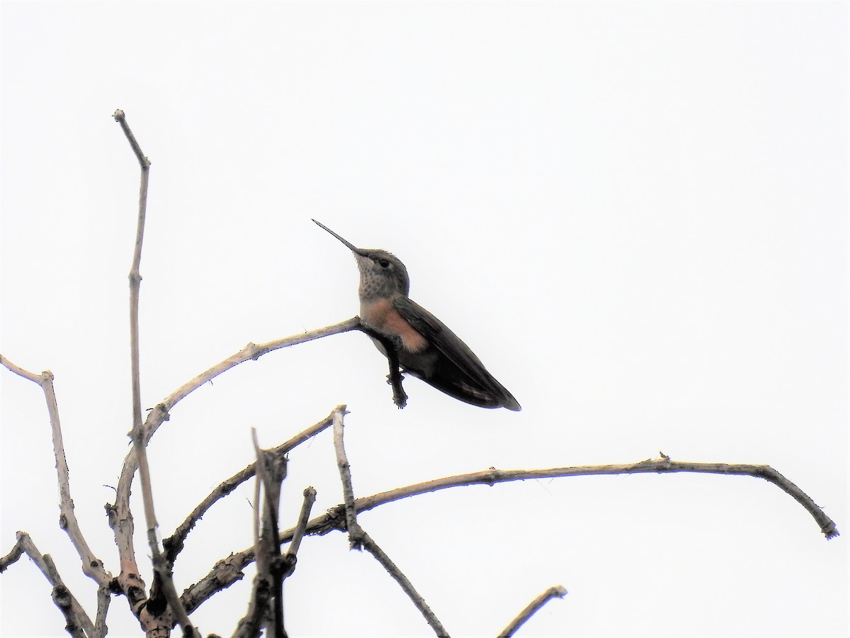 Broad-tailed Hummingbird - ML476625781