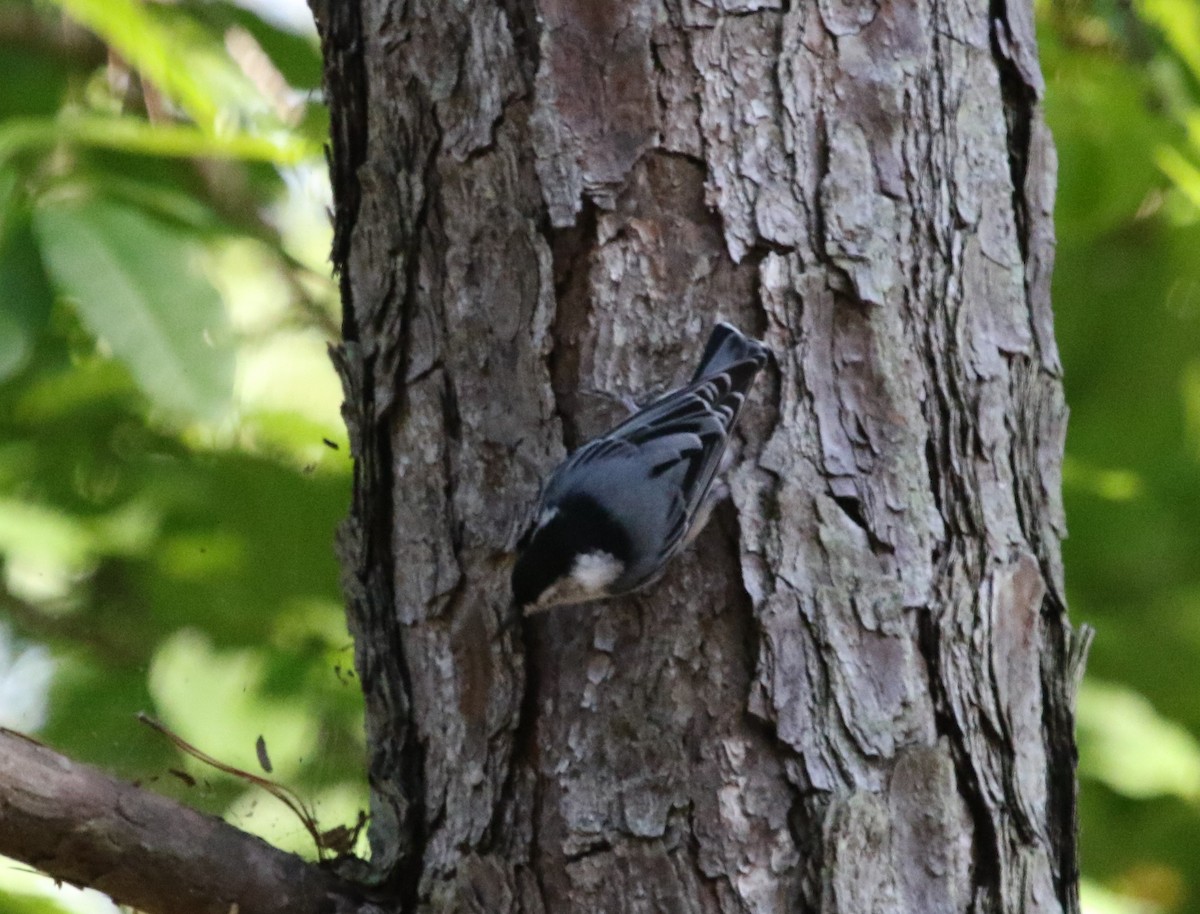 ムナジロゴジュウカラ（carolinensis） - ML476625951