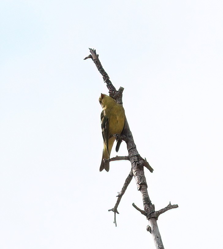 Western Tanager - ML476626331