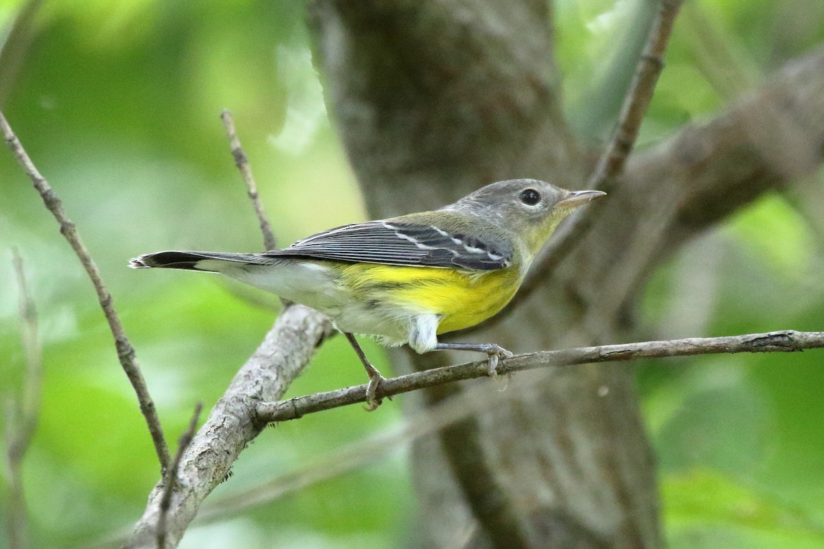 Magnolia Warbler - ML476626471