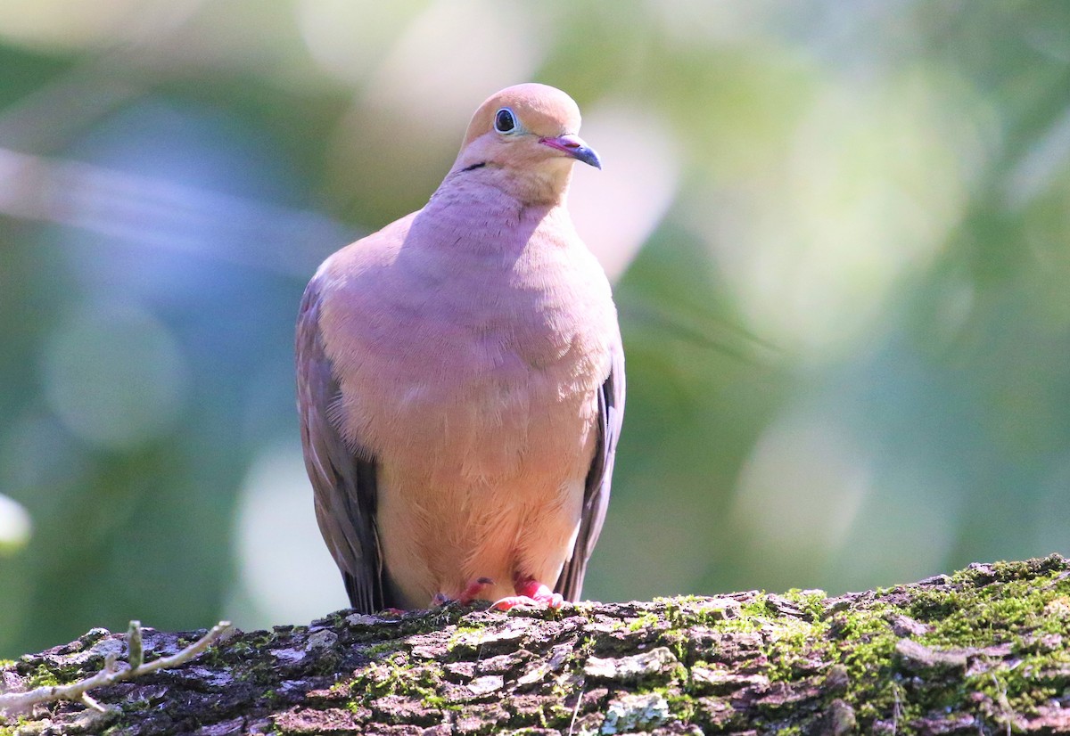 Mourning Dove - ML476626791