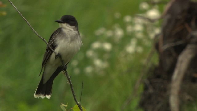 Eastern Kingbird - ML476627