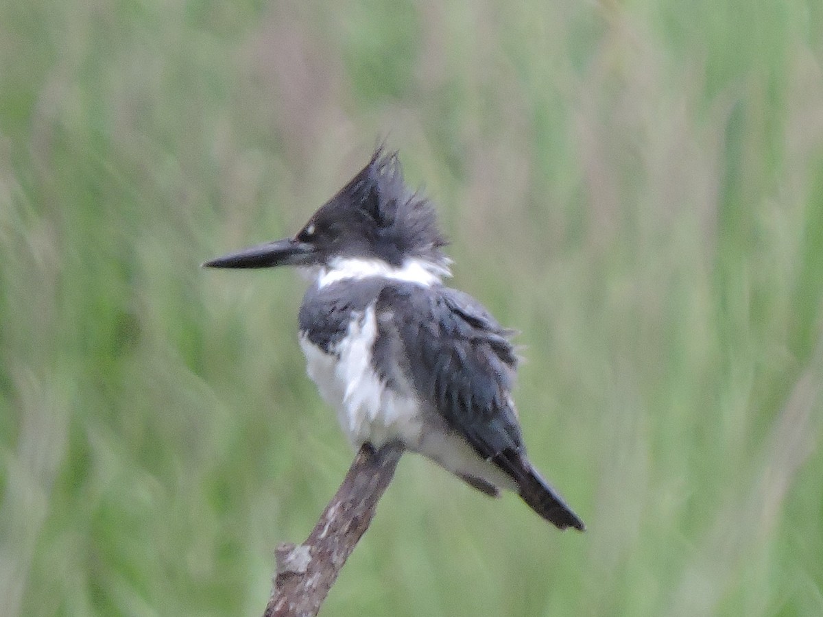 Belted Kingfisher - ML476627631