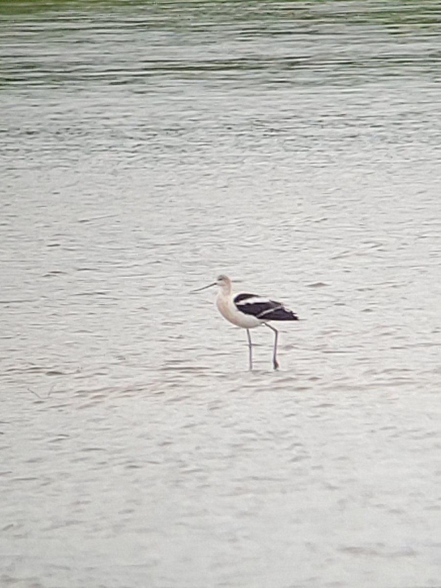 Avoceta Americana - ML476628161