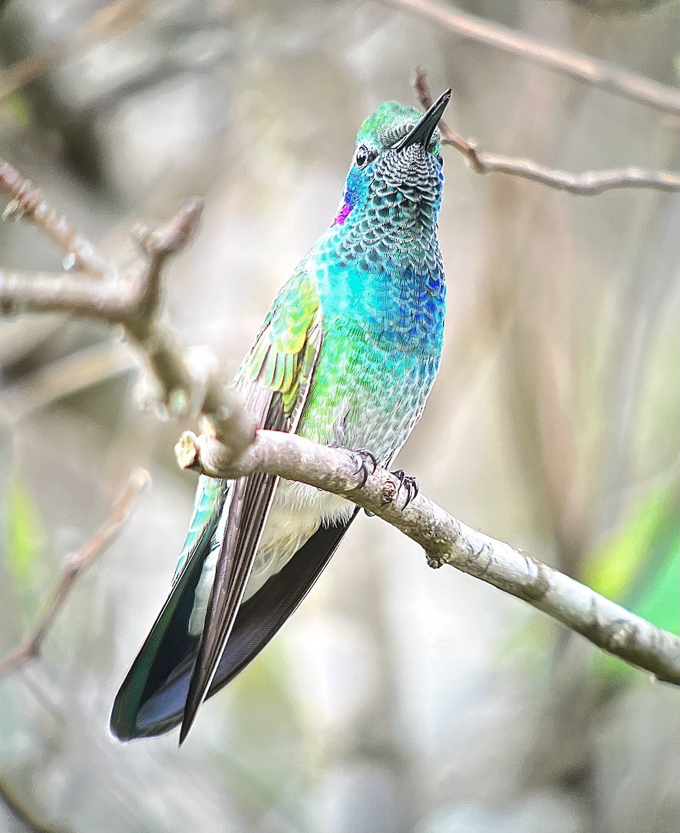 Colibri à ventre blanc - ML476628251