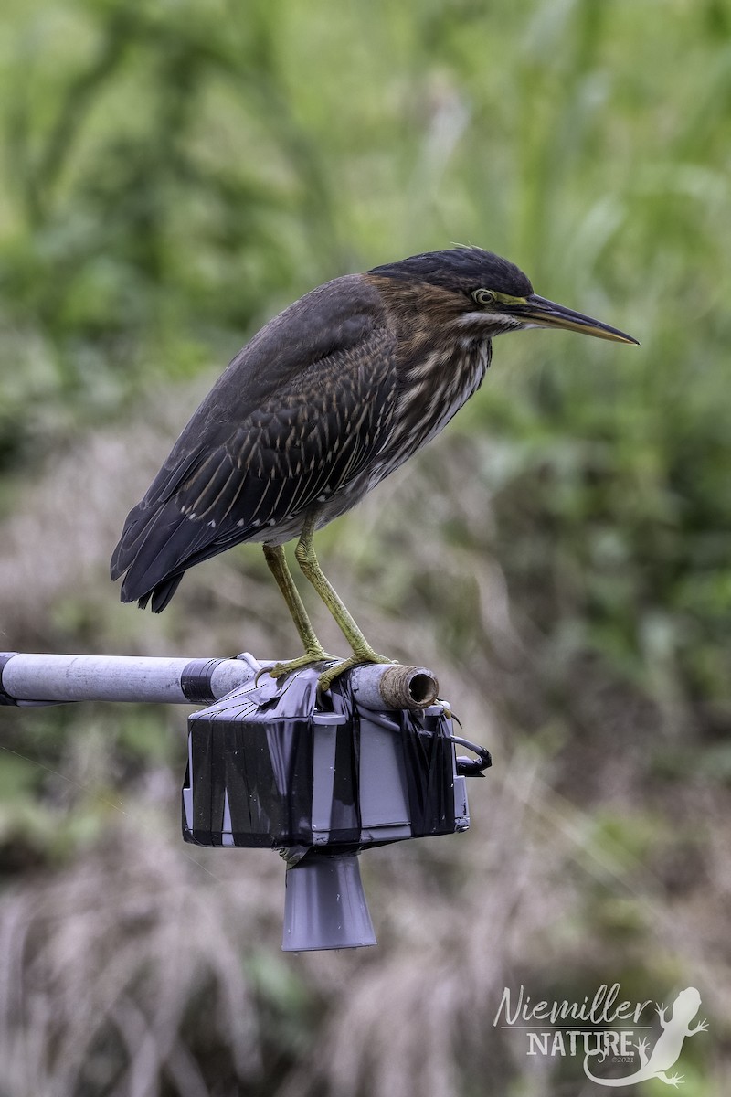 Green Heron - ML476628361