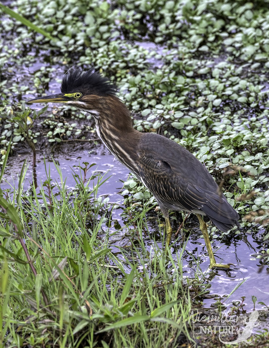 Green Heron - ML476628371