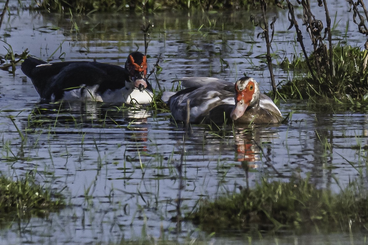 Muscovy Duck (Domestic type) - ML476628541