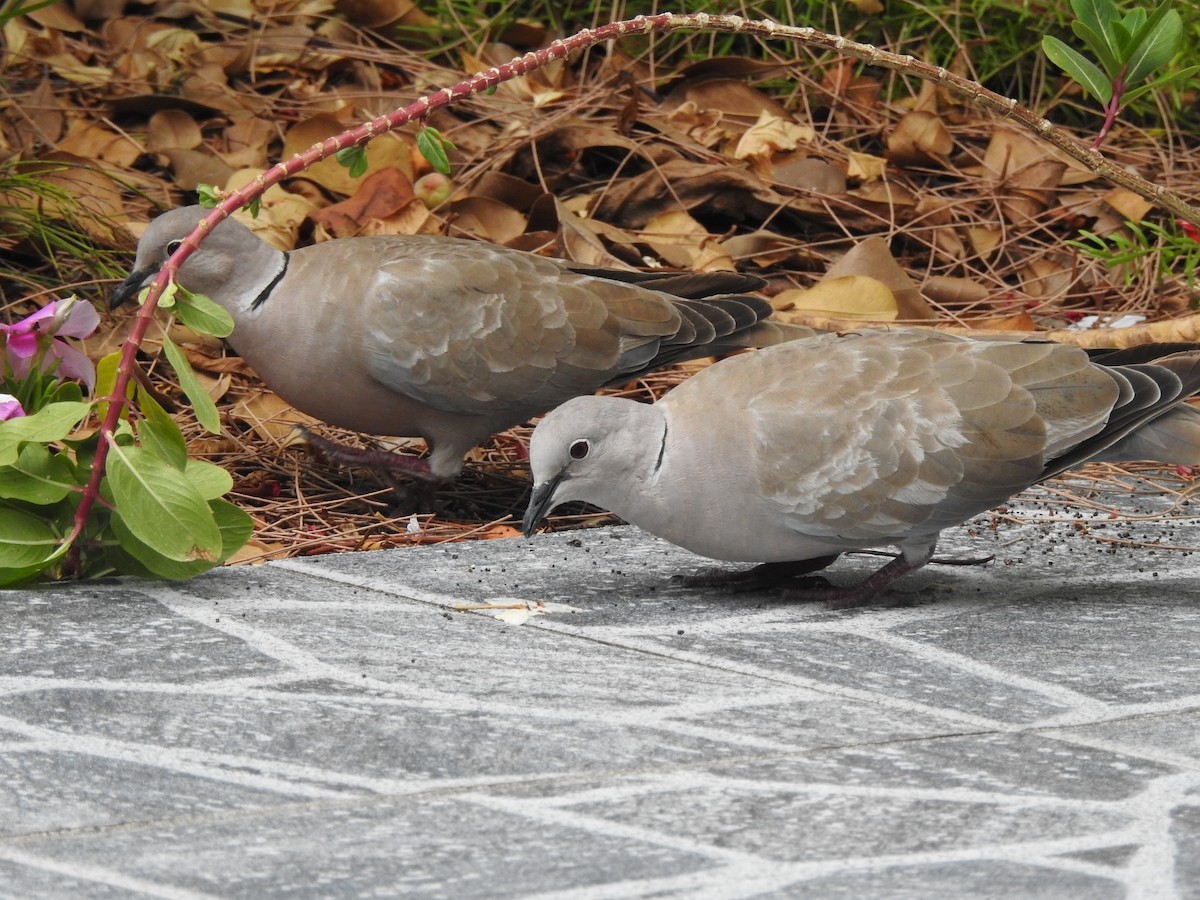 Eurasian Collared-Dove - ML476628551