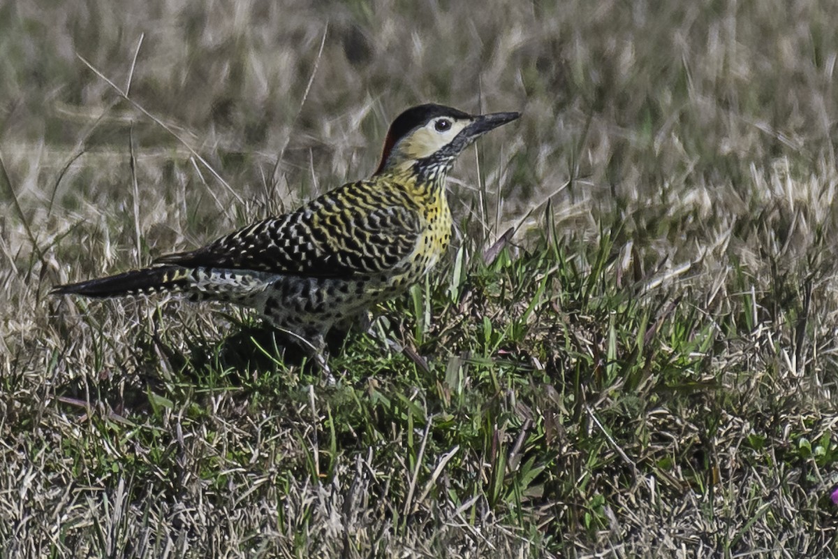 Green-barred Woodpecker - Amed Hernández