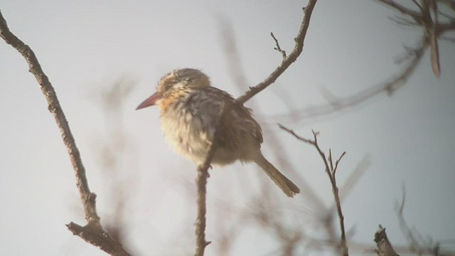 Spot-backed Puffbird - ML476629281