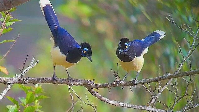 plysjskrike - ML476629691