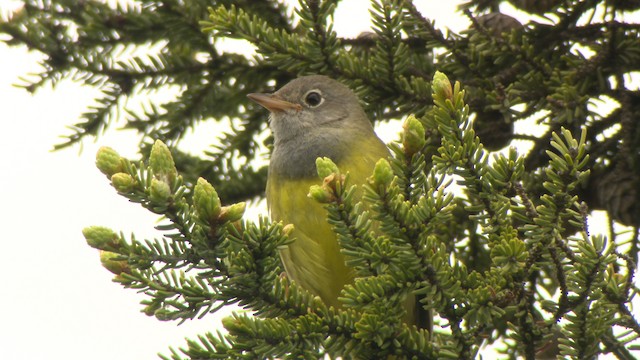 Connecticut Warbler - ML476630