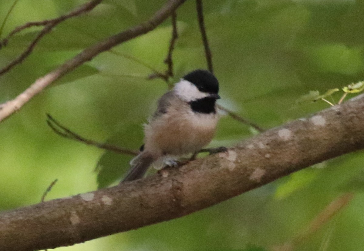 Carolina Chickadee - ML476630231